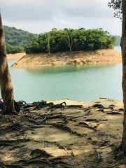 Daphniphyllum calycinum