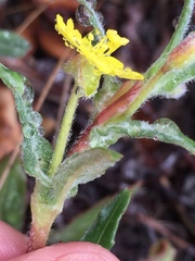 Camissoniopsis confusa