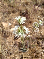 Allium lacunosum