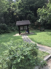 Daphniphyllum calycinum