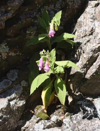 Spanish Peaks Foxglove