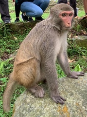 Macaca mulatta