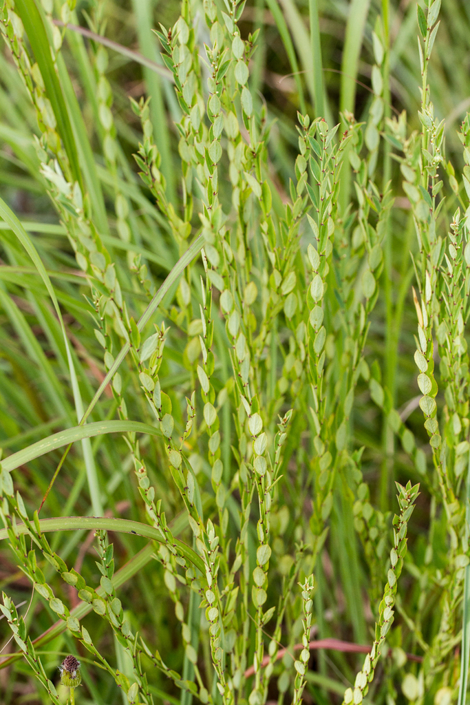 Phyllanthus glaucophyllus from Westville, 3629, South Africa on January ...