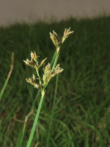 Image of Fimbristylis microcarya by (c) chiuluan, some rights reserved (CC BY)
