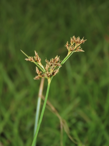 Image of Fimbristylis microcarya by (c) chiuluan, some rights reserved (CC BY)