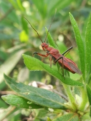 Cutocoris russatus