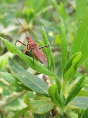 Cutocoris russatus