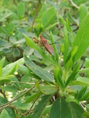 Cutocoris russatus