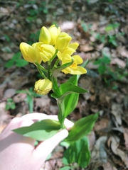 Cephalanthera falcata