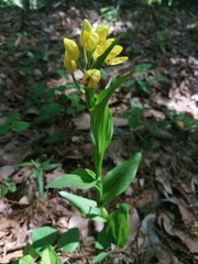 Cephalanthera falcata