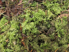 Hypnodendron arcuatum