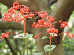 Clerodendrum japonicum