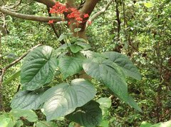 Clerodendrum japonicum