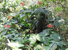 Clerodendrum japonicum