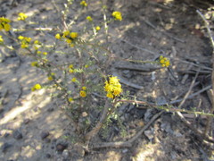 Marasmodes fasciculata