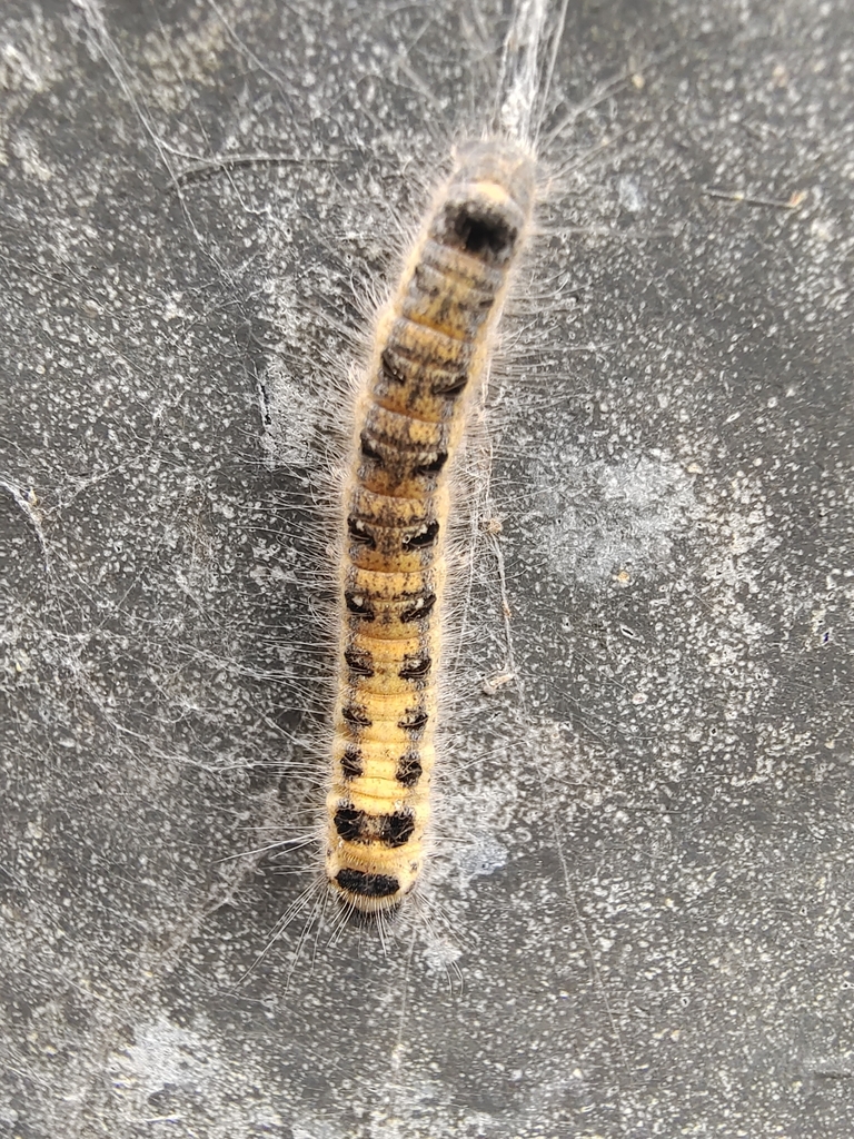 Lasiocampoidea from Yichun, CNJX, CN on May 3, 2024 at 1005 AM by