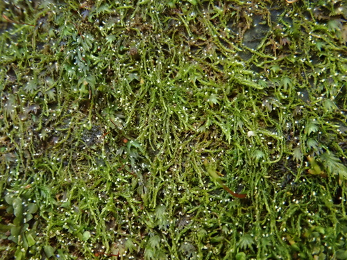 Alga-like Matted-moss (Serpoleskea confervoides)