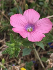 Linum pubescens