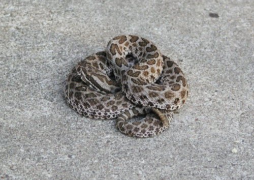 Sistrurus tergeminus