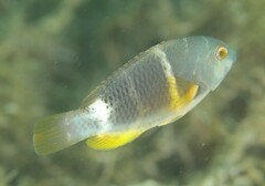 Orange-Dotted Tuskfish photo 3