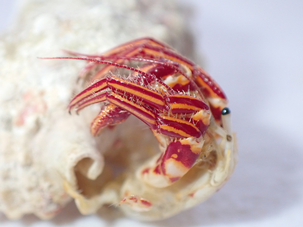 Paguristes jalur