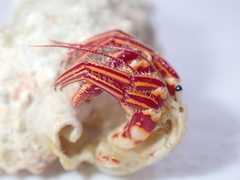 ダンダラヒメヨコバサミ