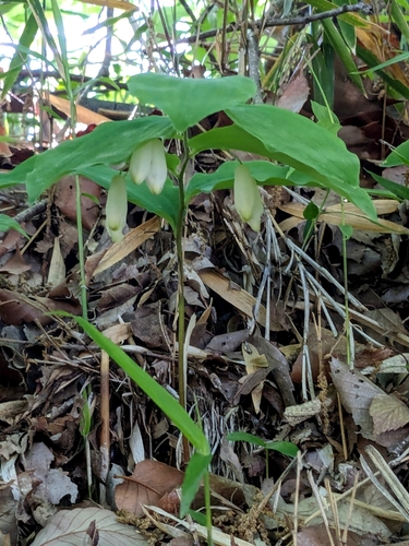 Image of Polygonatum lasianthum by (c) mami_t_t, some rights reserved (CC BY)