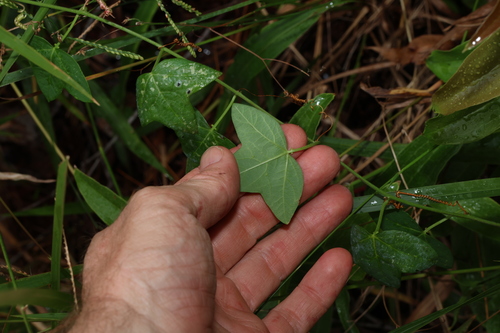 Image of Passiflora herbertiana by (c) Greg Tasney, some rights reserved (CC BY-SA)