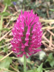 Trifolium purpureum