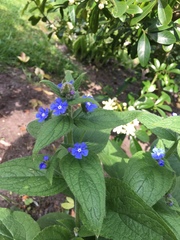 Pentaglottis sempervirens