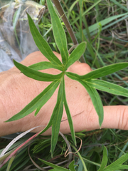 Delphinium carolinianum