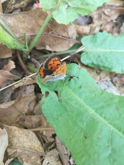 Lycaena phlaeas daimio