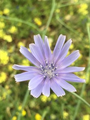 Cichorium pumilum