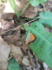 Lycaena phlaeas daimio