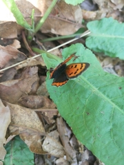 Lycaena phlaeas daimio