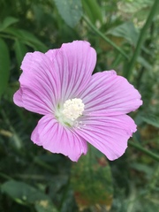 Malva punctata