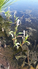 Persicaria madagascariensis