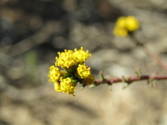 Marasmodes dummeri