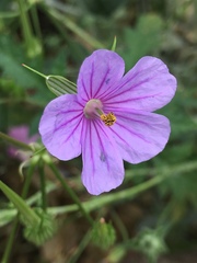 Erodium gruinum