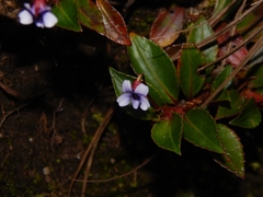 Viola stipularis