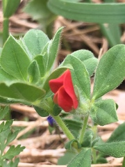 Lotus tetragonolobus