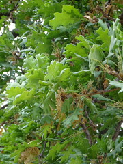 Flaumeiche (Quercus pubescens): Herkunft und Verwendung — Foto 3