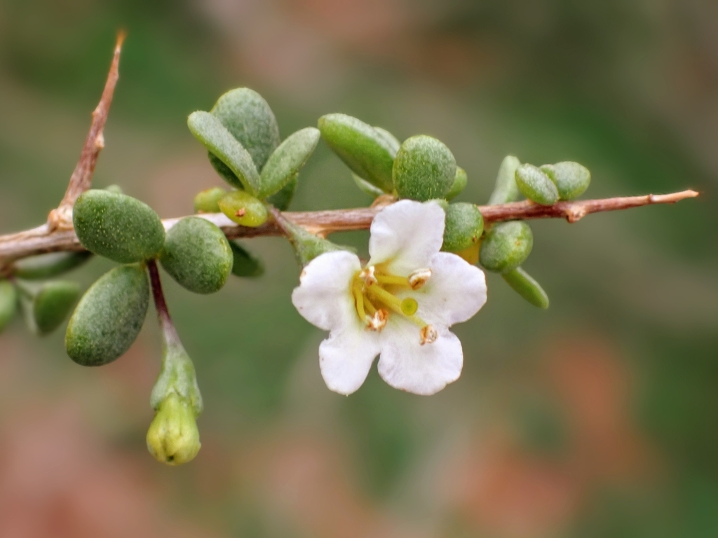 Australian Boxthorn