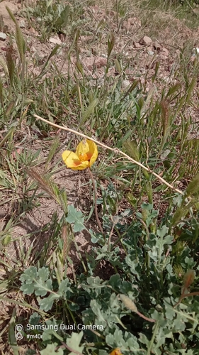 Image of Annual Horned Poppy (Glaucium elegans) by (c) Михаил Орлов, some rights reserved (CC BY)