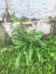Rumex crispus crispus
