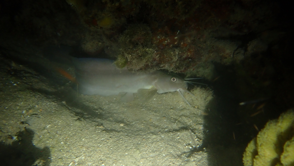 Whitelip Catfish