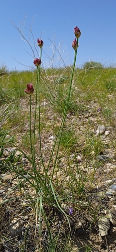 Allium inconspicuum (Allium inconspicuum)