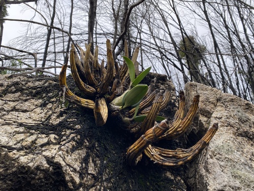 Rock orchid (Dendrobium speciosum)
