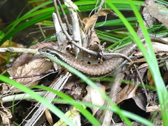 Sphenomorphus incognitus