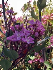 Magnoliopsida